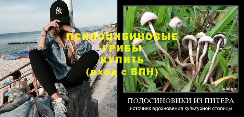 Галлюциногенные грибы Psilocybe  Лиски 